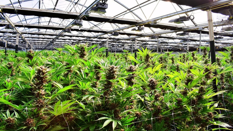 Common Mitigation Issues with Cannabis Cultivation Facilities